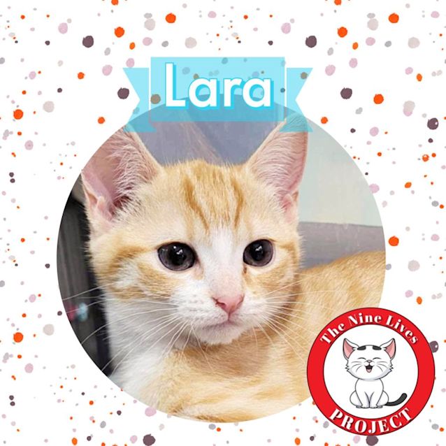 Photo of Lara *9 Lives Project Rescue*