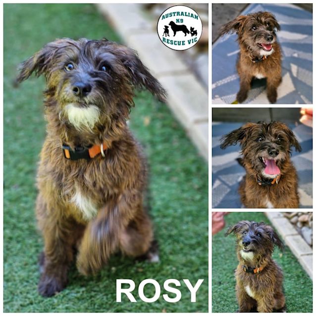 Photo of Rosy 