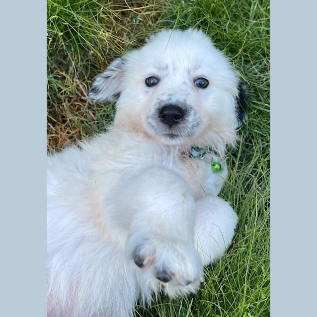 Photo of Falkor