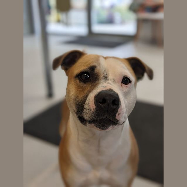 Photo of 🧩 Loco C04685 🧩