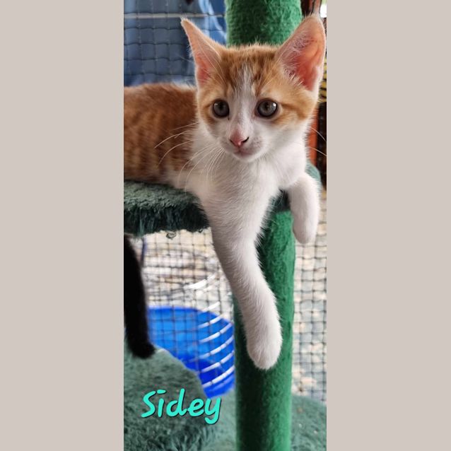 Photo of Sidey