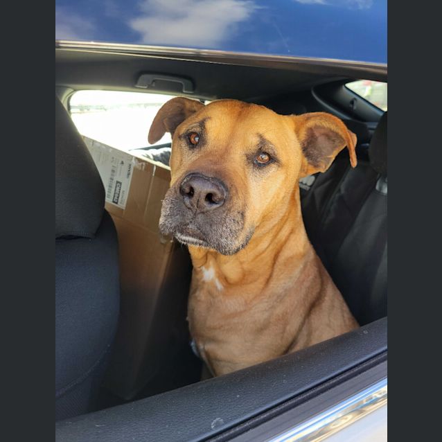 Photo of Buddy