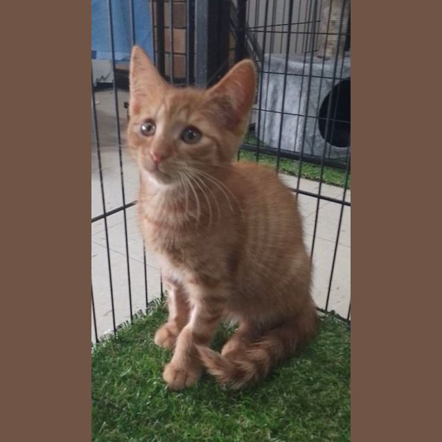 Photo of Michaelangelo