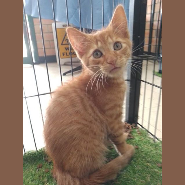 Photo of Michaelangelo