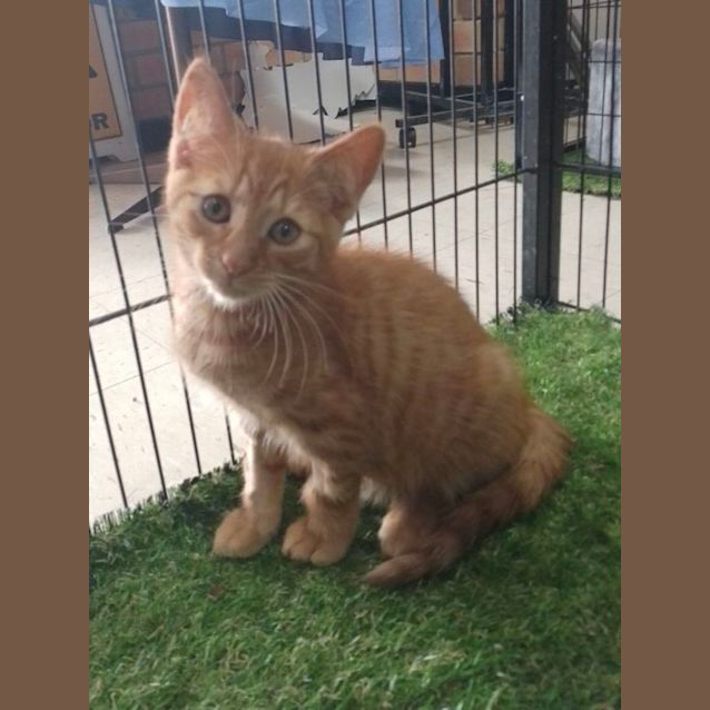 Photo of Michaelangelo