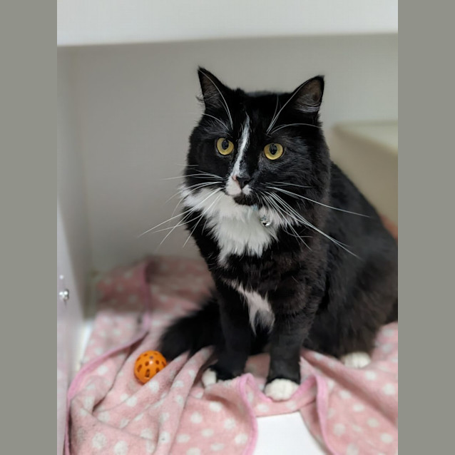 Photo of 🍷 Pepperjack F02707 🍷