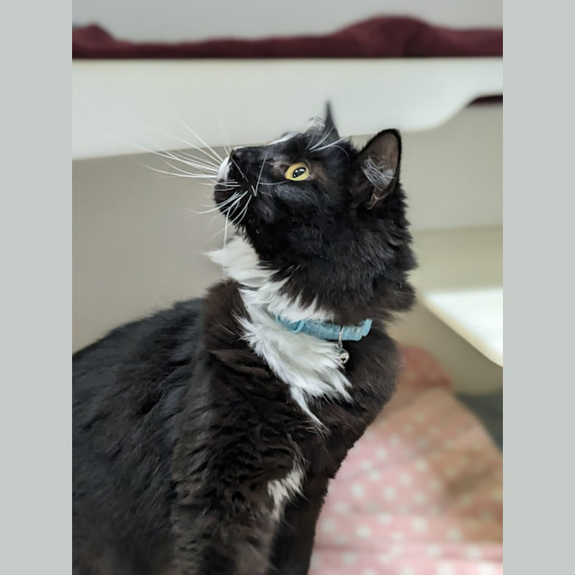 Photo of 🍷 Pepperjack F02707 🍷