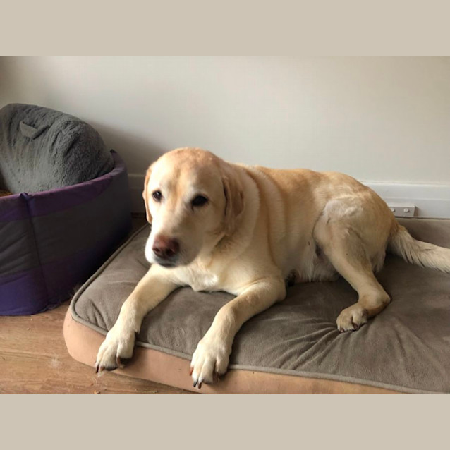 Photo of Bourkey Applegate