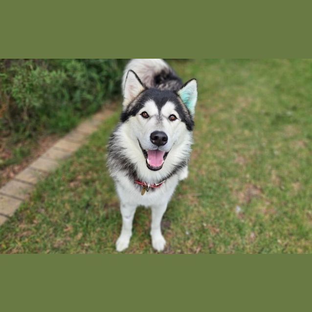 Photo of Apollo