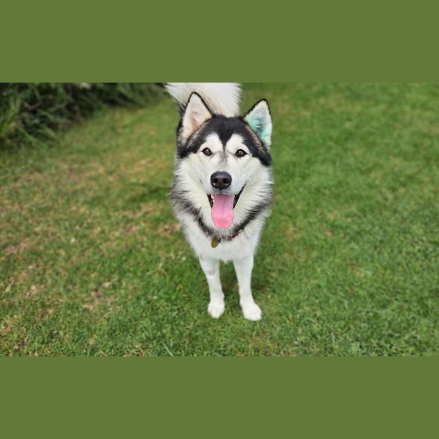 Photo of Apollo