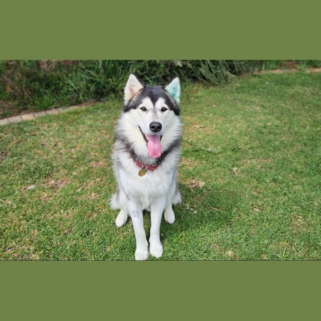 Photo of Apollo