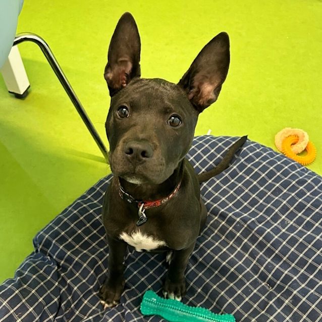 Photo of Azula