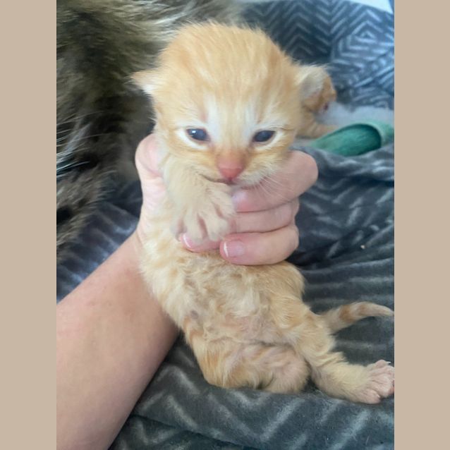 Photo of Jude The Ginger Ninja
