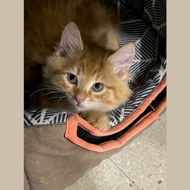 Photo of Raphael Roughnut