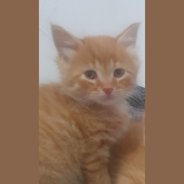 Photo of Raphael Roughnut