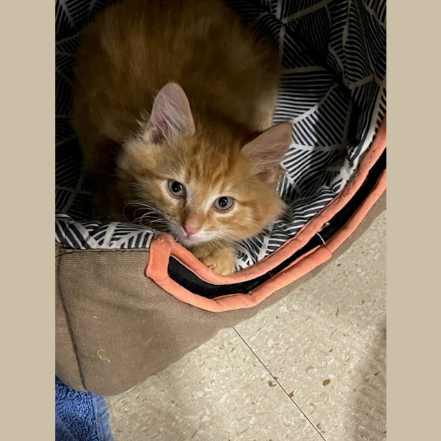 Photo of Raphael Roughnut