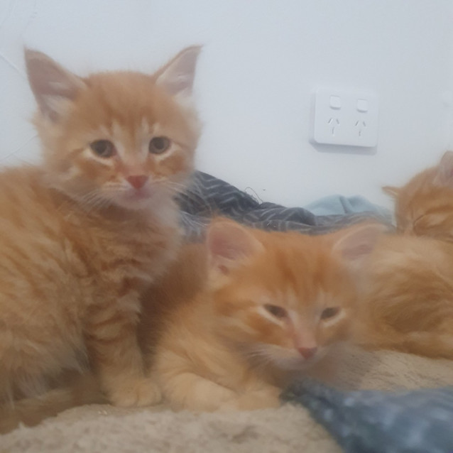 Photo of Raphael Roughnut