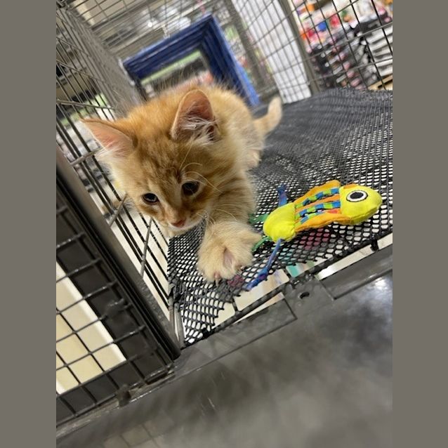 Photo of Tristan The Intrepid