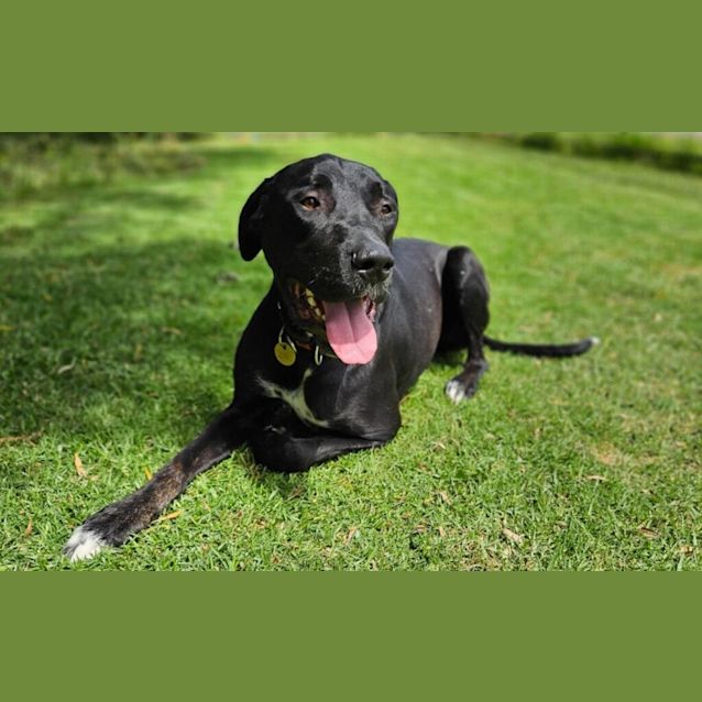 Photo of Shamus
