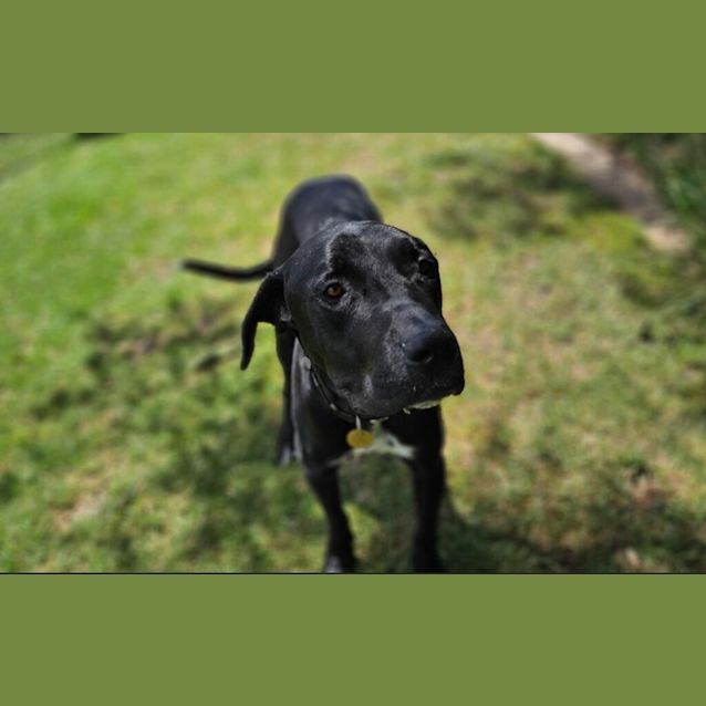 Photo of Shamus
