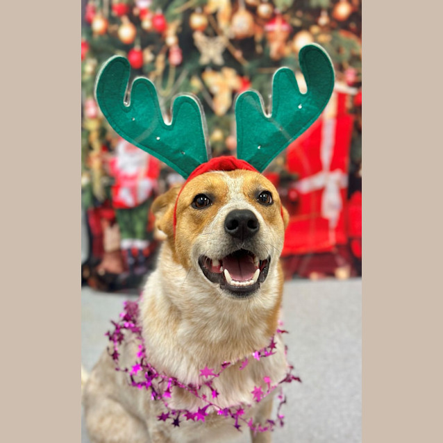 Photo of Buzz 