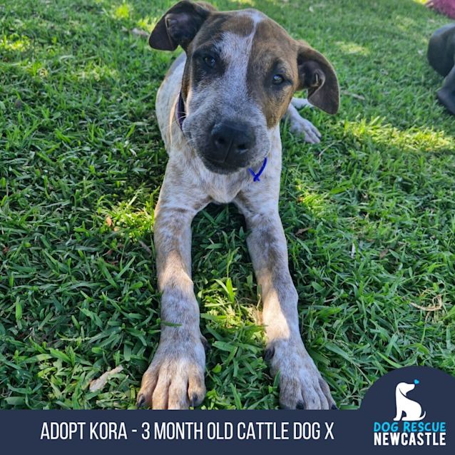 Photo of Kora   3 Month Old Cattle Dog X Wolfhound (Trial)