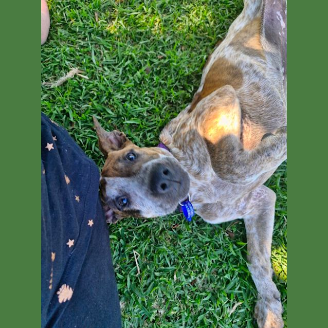 Photo of Kora   3 Month Old Cattle Dog X Wolfhound (Trial)