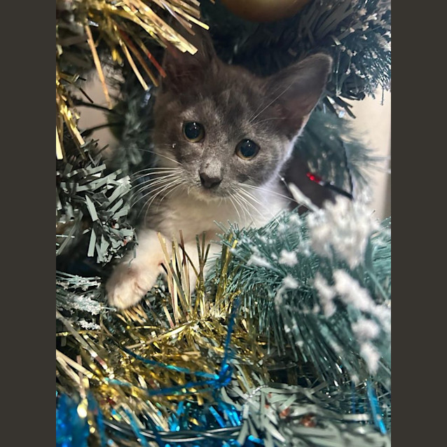 Photo of Smokey And Misty