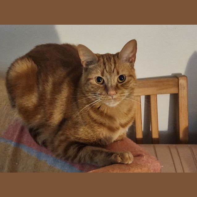Photo of Finn