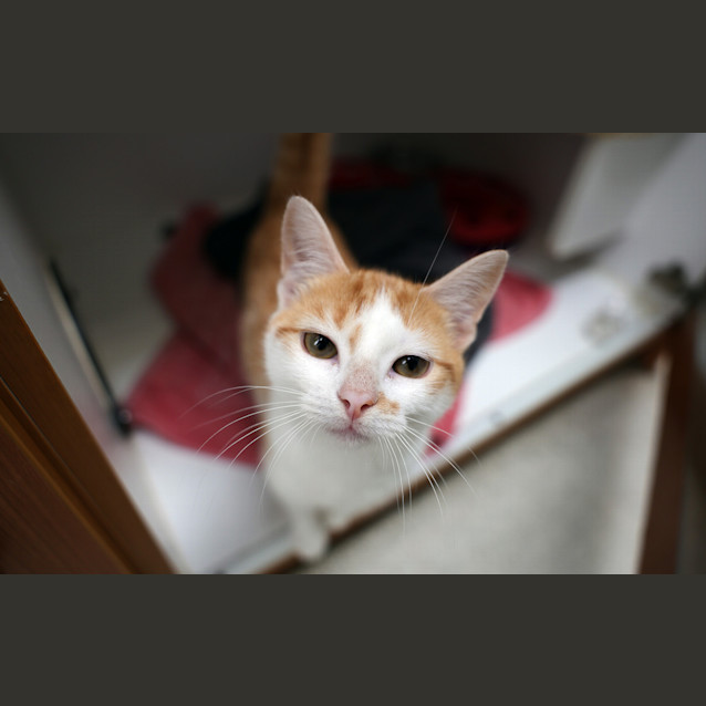 Photo of Latte