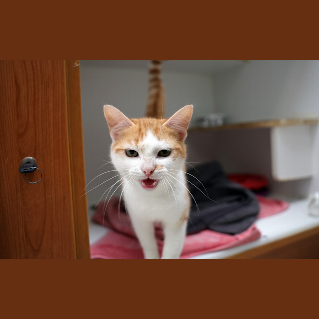 Photo of Latte