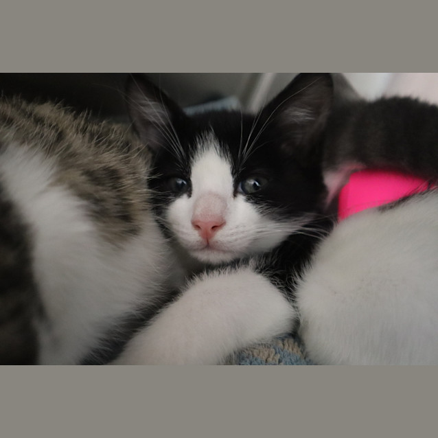 Photo of Milo