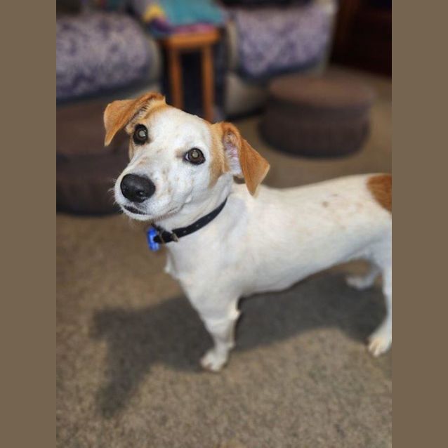 Photo of Patch   3 Year Old Jack Russell Terrier (Hold)