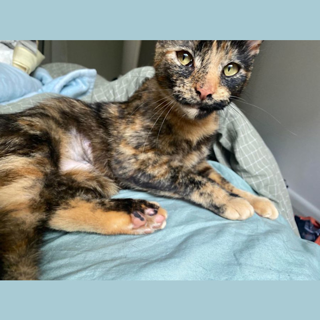 Photo of Angel   Meet Me At Nellys Ark