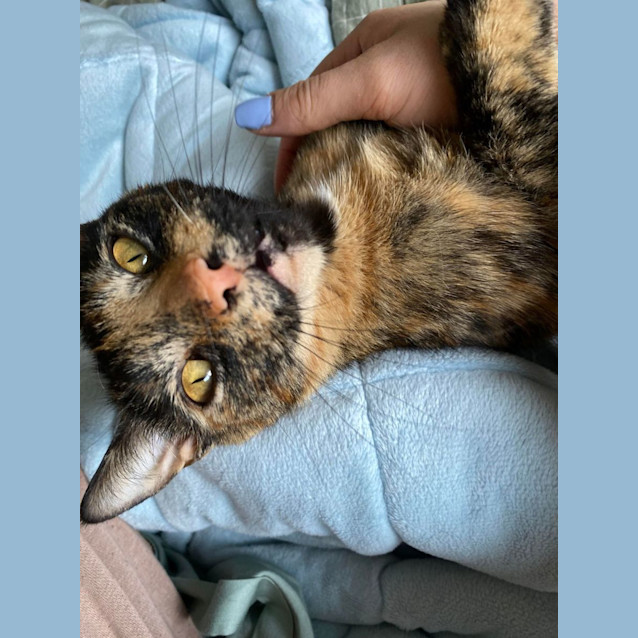 Photo of Angel   Meet Me At Nellys Ark