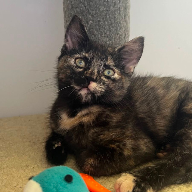 Photo of Amber 😼💕