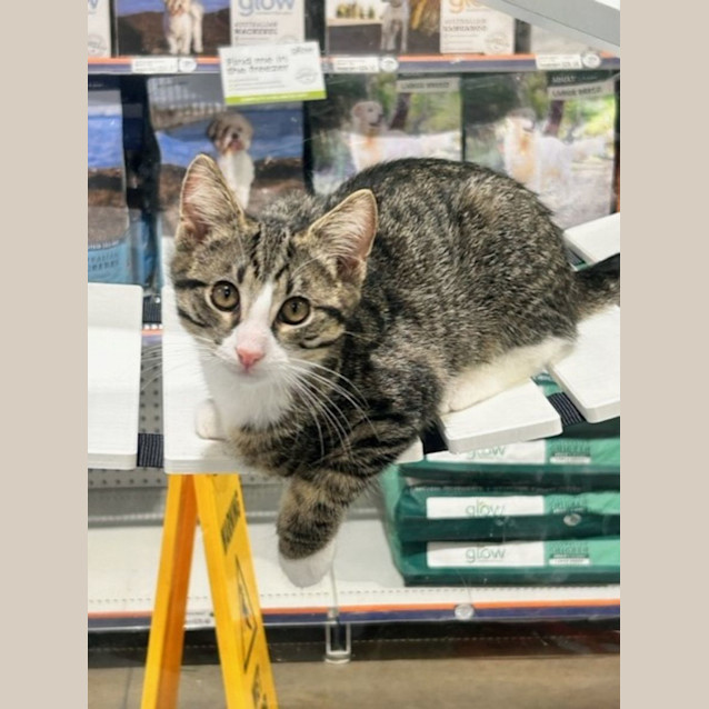 Photo of Shaggy & Velma