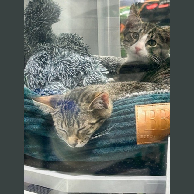 Photo of Shaggy & Velma