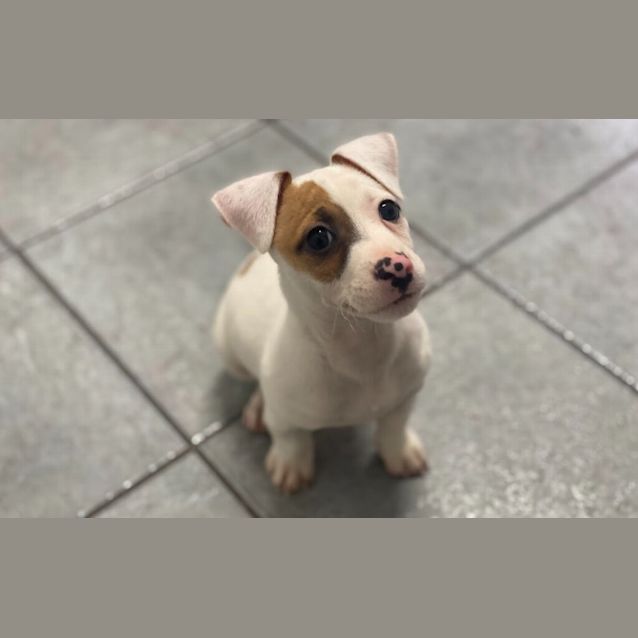 Photo of Baxter