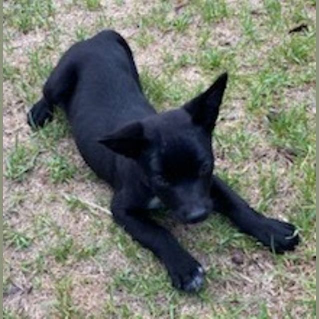 Photo of Lochie 🐶 Kelpie Puppy