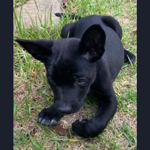 Photo of Lochie 🐶 Kelpie Puppy