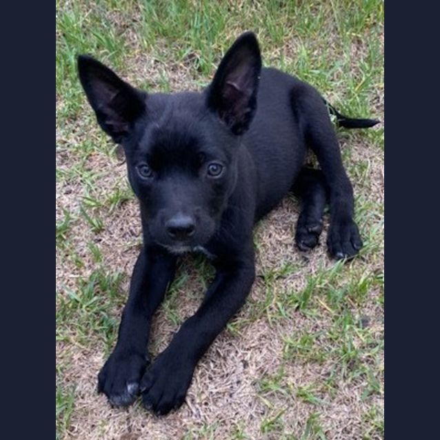 Photo of Lochie 🐶 Kelpie Puppy