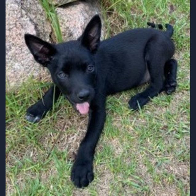 Photo of Lochie 🐶 Kelpie Puppy