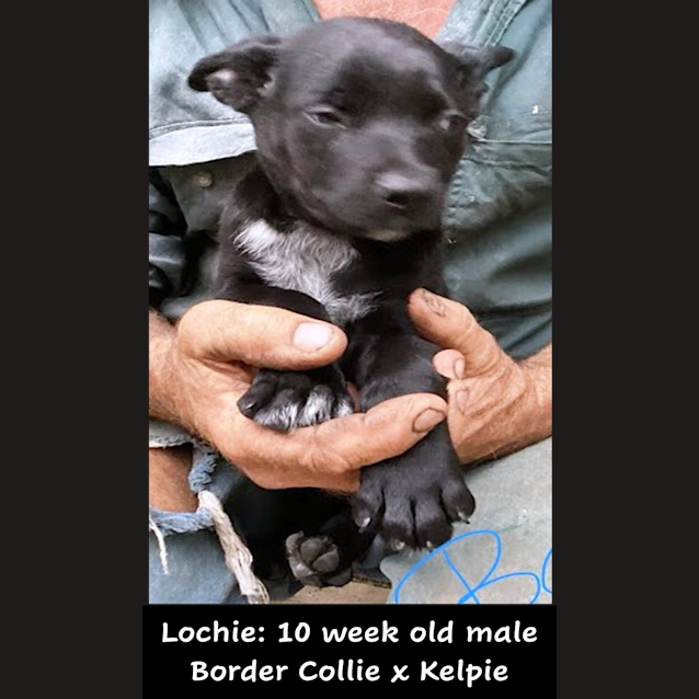 Photo of Lochie 🐶 Kelpie Puppy