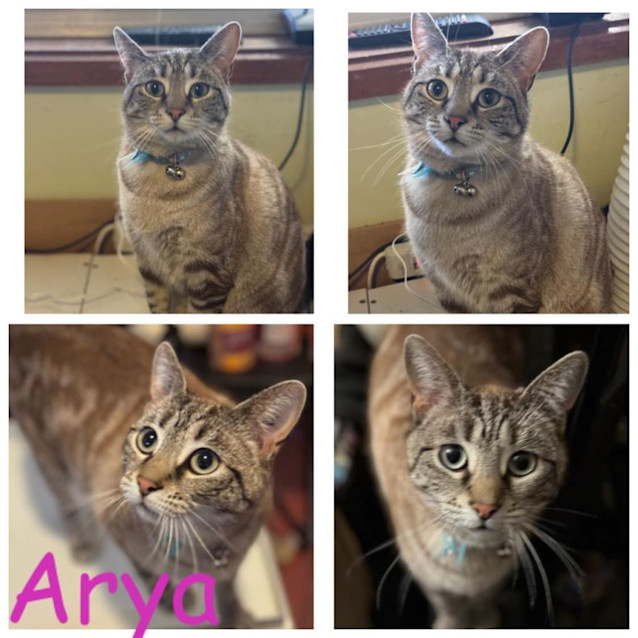 Photo of Arya