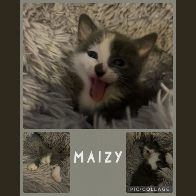 Photo of Maizy