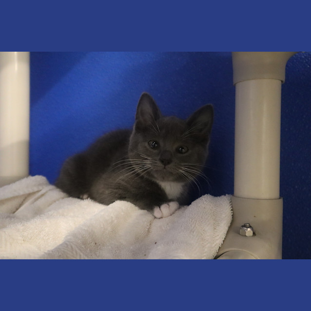 Photo of Sprinkles