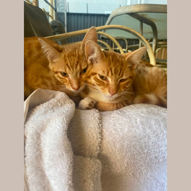 Photo of Lotus & Biscoff 