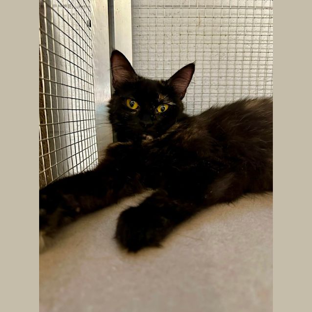 Photo of Honey