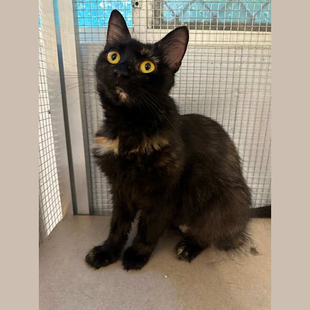Photo of Honey